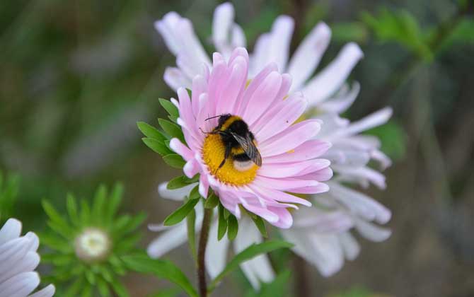 工蜂和蜂王的區別 工蜂
