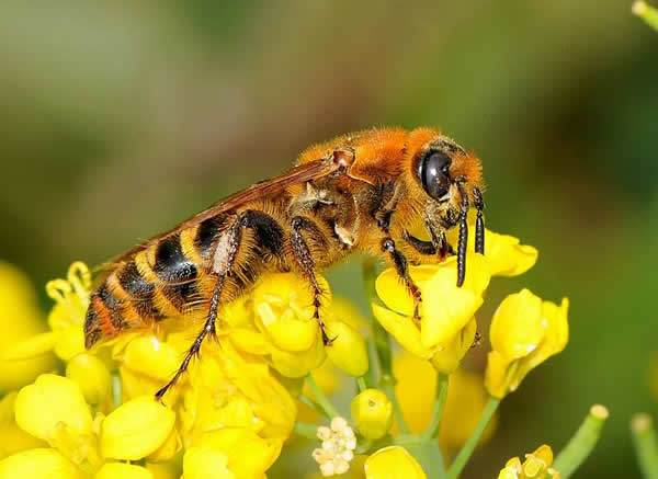 【蜜蜂知識】蜂王的食物有哪些? 蜂王