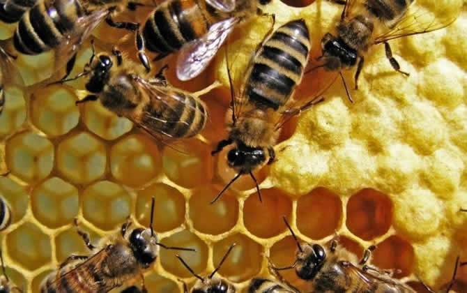 工蜂產(chǎn)的卵怎么處理 工蜂產(chǎn)卵