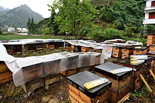 如何用空蜂箱引來蜜蜂 如何用空蜂箱引來蜜蜂