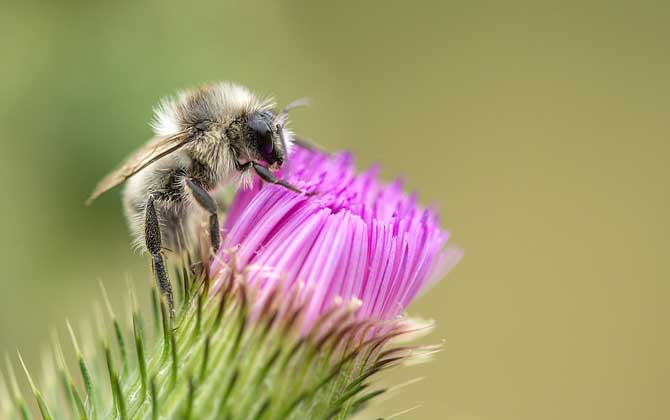 偵查蜂一次會有多少只? 偵查蜂