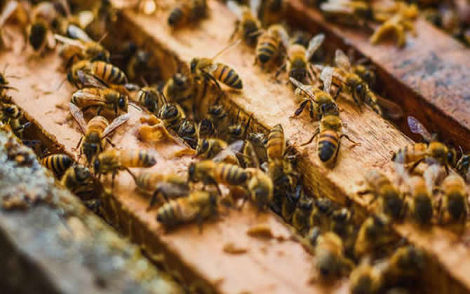 南方中蜂在飼養過程中的雄蜂管理方法 雄蜂