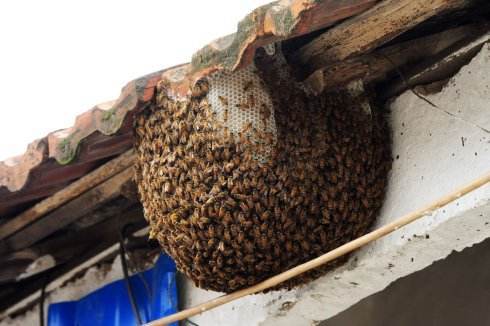蜜蜂來家里做窩好嗎 蜜蜂來家里做窩好嗎