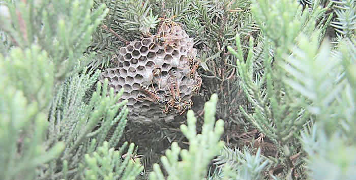 【蜜蜂知識】馬蜂怎么筑巢? 馬蜂怎么筑巢?