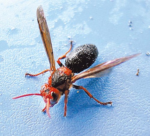 虎頭蜂有幾種(虎頭蜂長啥樣) 虎頭蜂有幾種(虎頭蜂長啥樣)