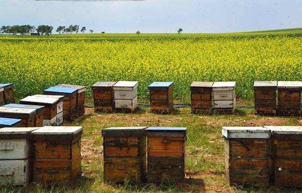 新手養(yǎng)蜂如何防止分蜂熱? 新手養(yǎng)蜂如何防止分蜂熱?