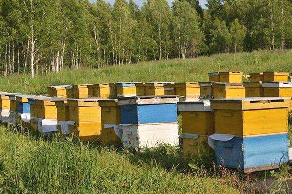 新手養(yǎng)蜂如何防止分蜂熱? 新手養(yǎng)蜂如何防止分蜂熱?