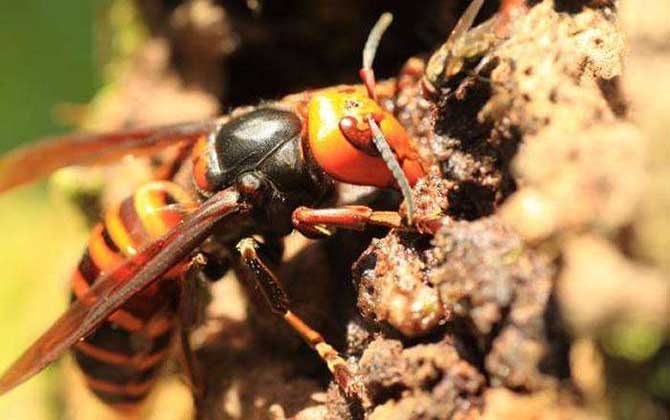 日本大黃蜂和中國大虎頭蜂誰最強(qiáng)(虎頭蜂vs日本大黃蜂誰厲害?) 日本大黃蜂和中國大虎頭蜂誰最強(qiáng)(虎頭蜂vs日本大黃蜂誰厲害?)