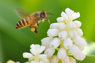 工蜂不護脾是什么原因(蜜蜂不護脾有哪些原因) 工蜂不護脾是什么原因(蜜蜂不護脾有哪些原因)