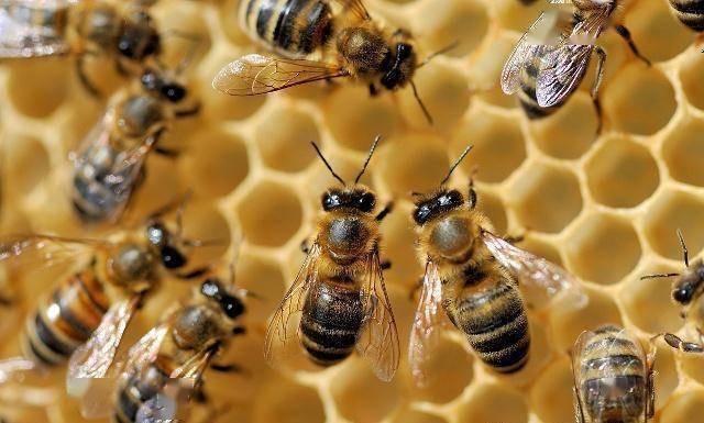 工蜂是受精卵發育的嗎(工蜂有生育能力嗎) 工蜂是受精卵發育的嗎(工蜂有生育能力嗎)