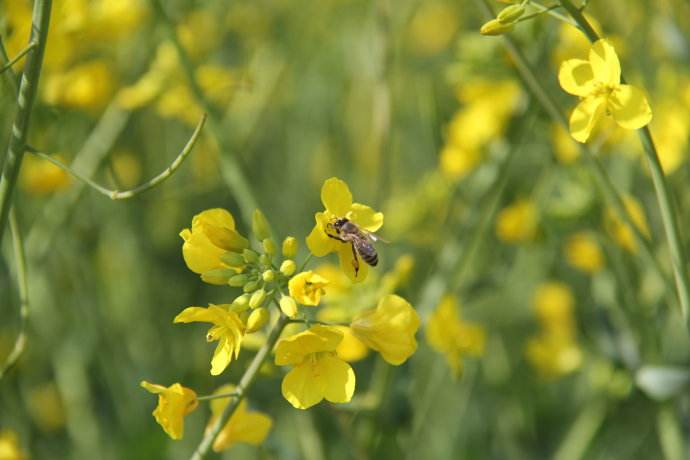 【蜜蜂知識】新手養蜂不能貪婪這兩樣東西 新手養蜂不能貪婪這兩樣東西