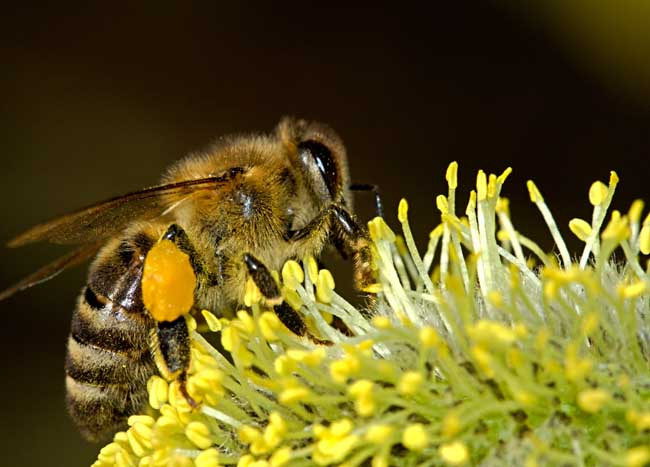 蜜蜂養(yǎng)殖怎樣控制風(fēng)險(蜜蜂養(yǎng)殖的風(fēng)險分析) 蜜蜂養(yǎng)殖怎樣控制風(fēng)險(蜜蜂養(yǎng)殖的風(fēng)險分析)