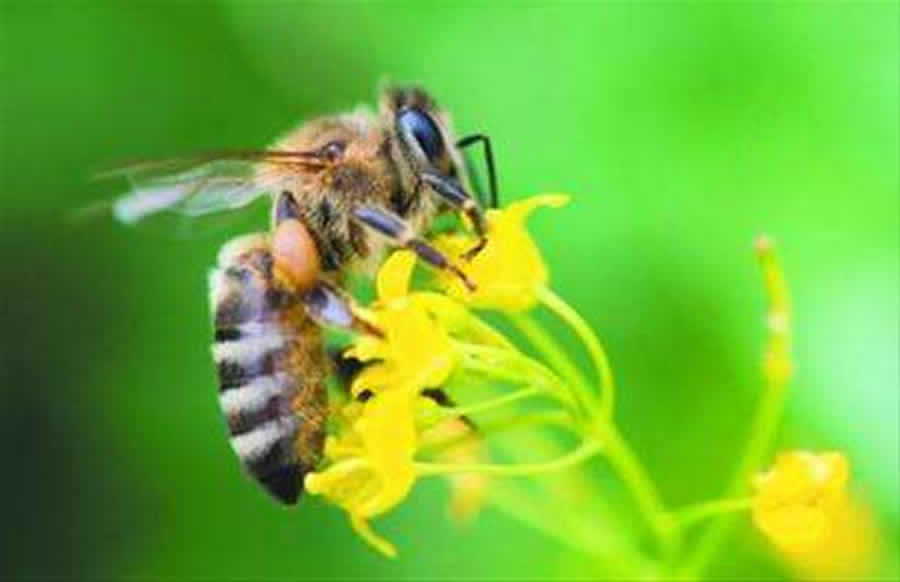 蜜蜂都吃什么食物? 蜜蜂都吃什么食物?