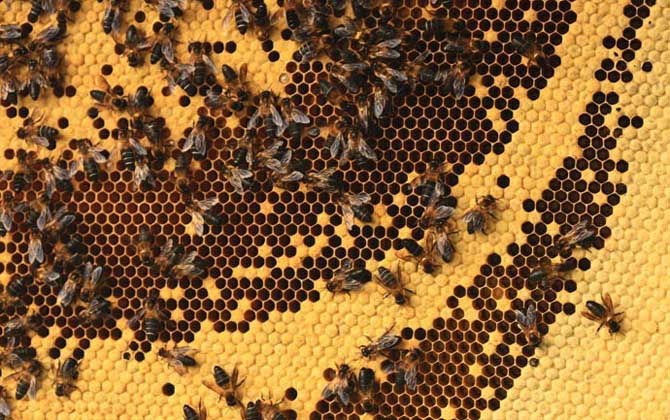 中華蜜蜂品種及養殖方法(如何養好中蜂) 中華蜜蜂品種及養殖方法(如何養好中蜂)