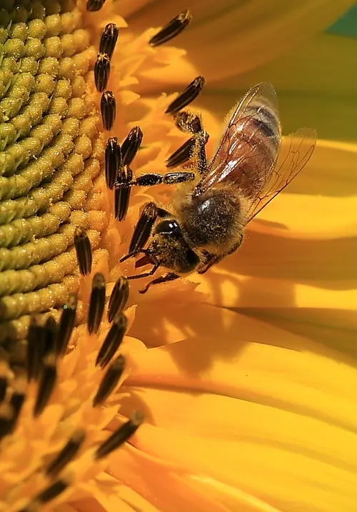 新買回來蜂蜜沒有子脾的幾天才穩定下來去采花粉 新買回來蜂蜜沒有子脾的幾天才穩定下來去采花粉