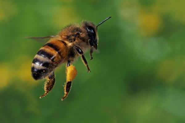為什么夏天蜜蜂易飛逃？