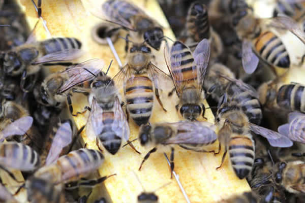 為什么夏天蜜蜂易飛逃？