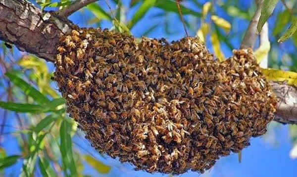 為什么夏天蜜蜂易飛逃？