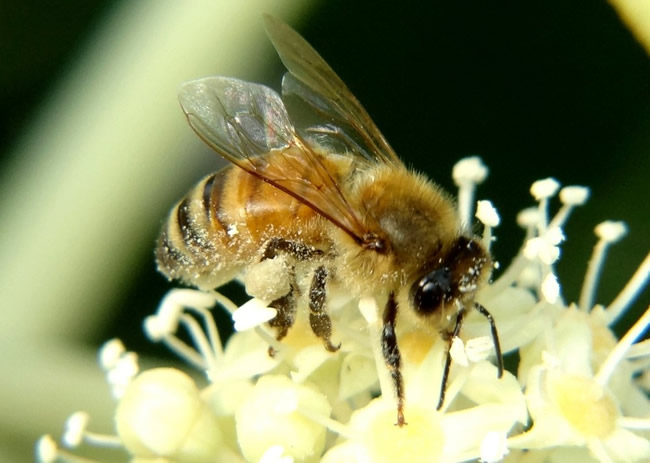 蜜蜂自然分蜂的原因是什么? 蜜蜂自然分蜂