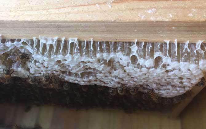 如何識別工蜂產卵(工蜂產卵怎么處理) 如何識別工蜂產卵(工蜂產卵怎么處理)