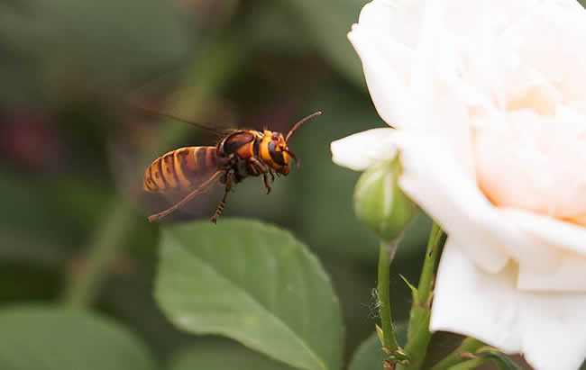 馬蜂喜歡吃什么東西