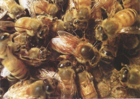 浙農大一號蜂優缺點?(“浙農大1號”意蜂) 浙農大一號蜂優缺點?(“浙農大1號”意蜂)