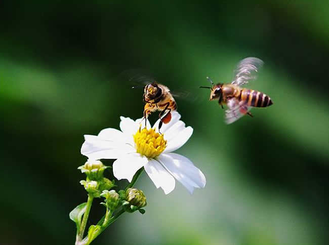 為什么有的蜂群有蜂蜜有的卻沒有? 為什么有的蜂群有蜂蜜有的卻沒有?