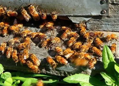 蜜蜂的盜性與什么有關(guān)(什么是盜蜂現(xiàn)象) 蜜蜂的盜性與什么有關(guān)(什么是盜蜂現(xiàn)象)