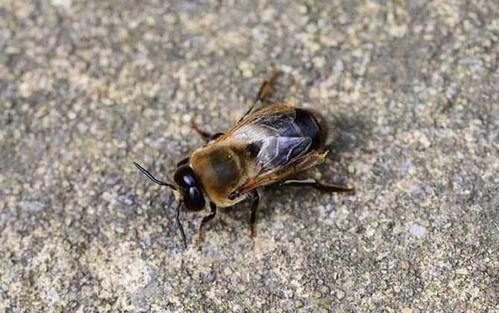 雄蜂試飛說明什么 雄蜂試飛說明什么