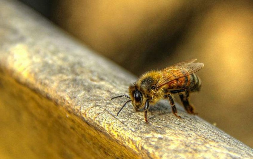 蜂螨是怎么產生的(蜂螨是怎么來的) 蜂螨是怎么產生的(蜂螨是怎么來的)
