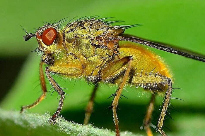 赤眼蜂(赤眼蜂的作用及發育過程) 赤眼蜂(赤眼蜂的作用及發育過程)