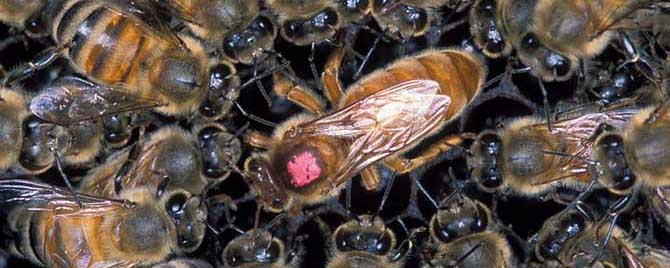 沒蜜蜂直接買個(gè)蜂王可以喂養(yǎng)嗎 沒蜜蜂直接買個(gè)蜂王可以喂養(yǎng)嗎