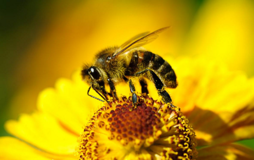 早晨巢門有好多工蜂是什么原因(蜜蜂早上巢門口聚集原因) 早晨巢門有好多工蜂是什么原因(蜜蜂早上巢門口聚集原因)