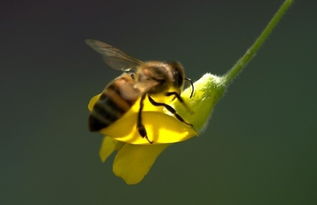 早晨巢門有好多工蜂是什么原因(蜜蜂早上巢門口聚集原因) 早晨巢門有好多工蜂是什么原因(蜜蜂早上巢門口聚集原因)