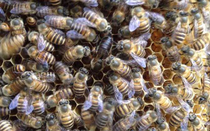 為什么蜜蜂中蜂王出臺后是黑色的(中華蜜蜂蜂王剛出臺怎么會是黑色的) 為什么蜜蜂中蜂王出臺后是黑色的(中華蜜蜂蜂王剛出臺怎么會是黑色的)