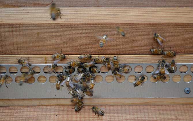 蜜蜂養(yǎng)殖有發(fā)展前景嗎(養(yǎng)蜂能賺到錢么) 蜜蜂養(yǎng)殖有發(fā)展前景嗎(養(yǎng)蜂能賺到錢么)