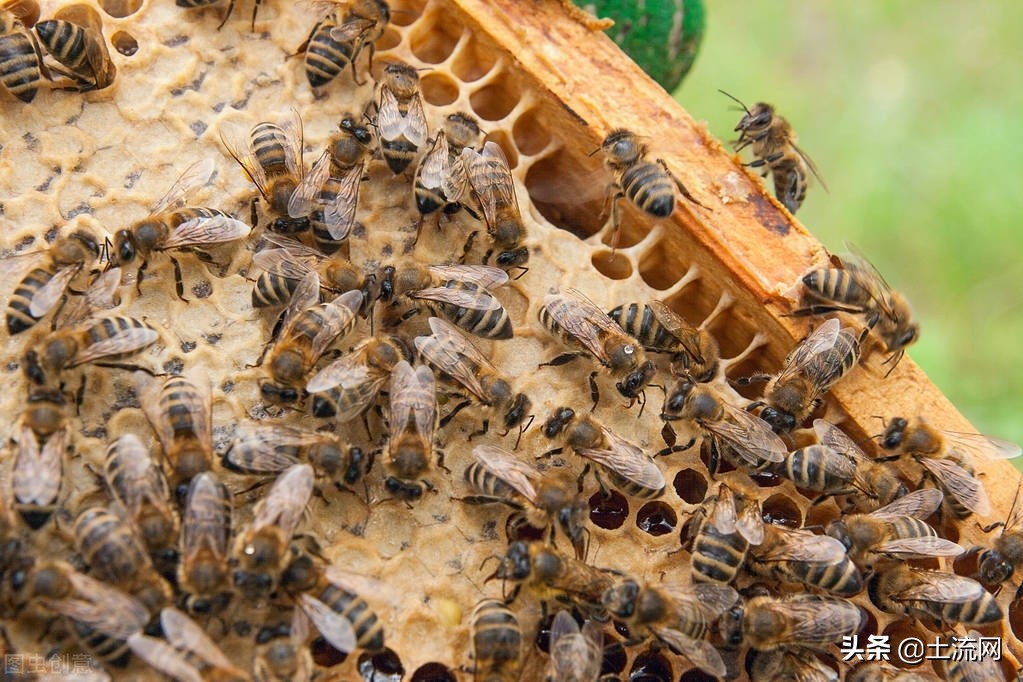 高加索蜂的飼養經驗(新手養殖蜜蜂技巧) 高加索蜂的飼養經驗(新手養殖蜜蜂技巧)