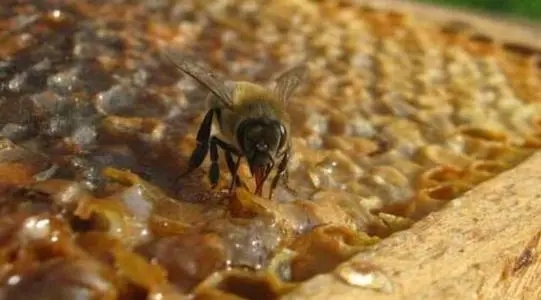 誘捕到工蜂能否介蜂王(買個(gè)蜂王能誘到蜂嗎) 誘捕到工蜂能否介蜂王(買個(gè)蜂王能誘到蜂嗎)