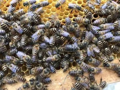 誘捕到工蜂能否介蜂王(買個(gè)蜂王能誘到蜂嗎) 誘捕到工蜂能否介蜂王(買個(gè)蜂王能誘到蜂嗎)