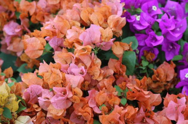 蜜源和花卉的區(qū)別（蜜源和花卉的定義）