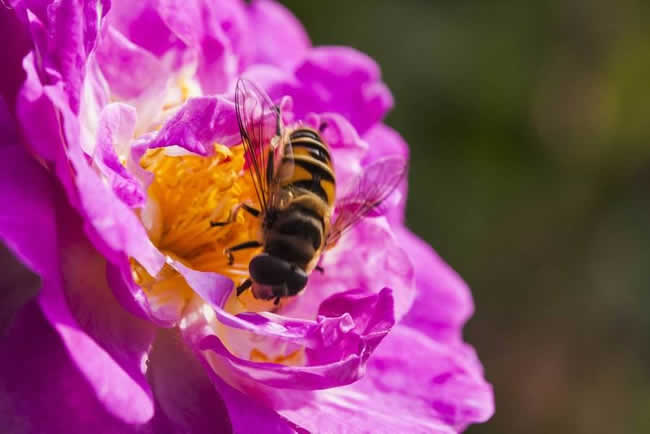 【蜜蜂知識】贊美蜜蜂的詩詞有哪些? 贊美蜜蜂的詩詞