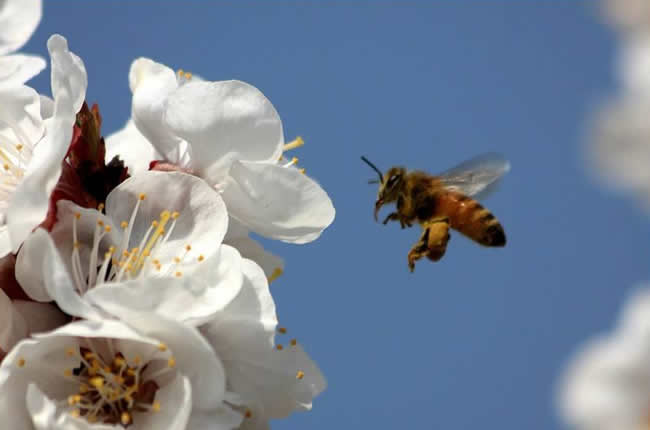 【蜜蜂知識】贊美蜜蜂的詩詞有哪些? 贊美蜜蜂的詩詞