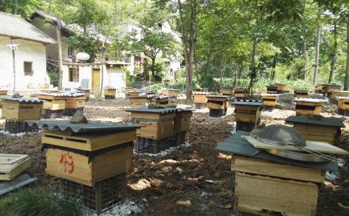 2018蜜蜂養(yǎng)殖有前景嗎？