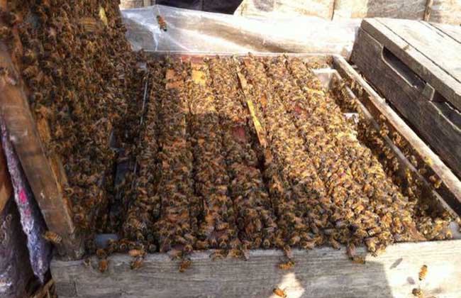 蜜蜂采蜜對(duì)花有壞處嗎(蜜蜂采蜜對(duì)花朵有什么影響和好處) 蜜蜂采蜜對(duì)花有壞處嗎(蜜蜂采蜜對(duì)花朵有什么影響和好處)