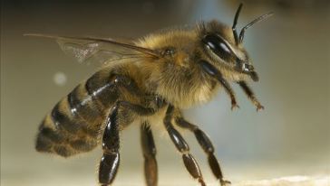 蜜蜂采蜜對(duì)花有壞處嗎(蜜蜂采蜜對(duì)花朵有什么影響和好處) 蜜蜂采蜜對(duì)花有壞處嗎(蜜蜂采蜜對(duì)花朵有什么影響和好處)