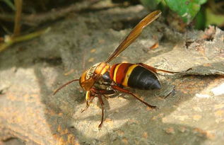 松丹二號與松丹一號哪個好(松丹一號蜂王與松丹二號蜂王區(qū)別) 松丹二號與松丹一號哪個好(松丹一號蜂王與松丹二號蜂王區(qū)別)