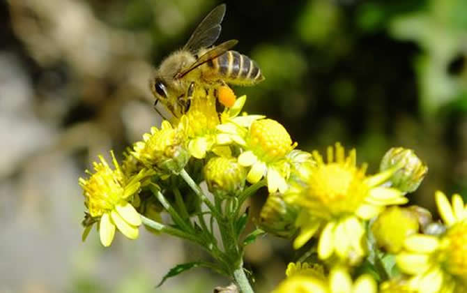 松丹二號與松丹一號哪個好(松丹一號蜂王與松丹二號蜂王區(qū)別) 松丹二號與松丹一號哪個好(松丹一號蜂王與松丹二號蜂王區(qū)別)