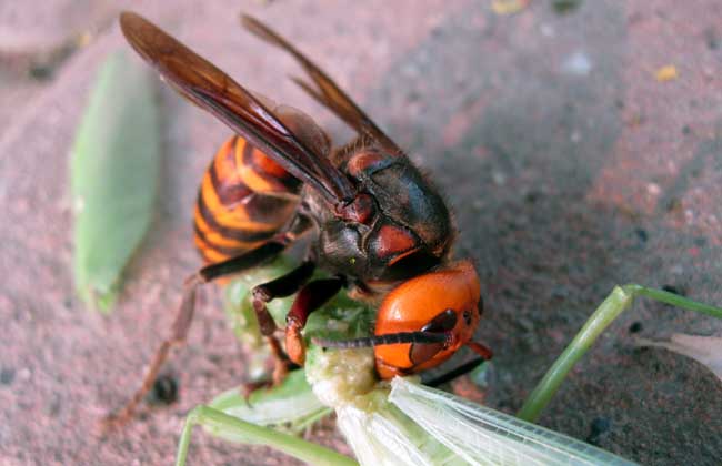 松丹二號與松丹一號哪個好(松丹一號蜂王與松丹二號蜂王區(qū)別) 松丹二號與松丹一號哪個好(松丹一號蜂王與松丹二號蜂王區(qū)別)