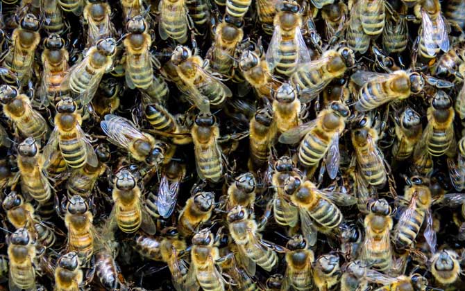 荊條流蜜期意蜂雙王群管理(意蜂怎樣組織雙王群) 荊條流蜜期意蜂雙王群管理(意蜂怎樣組織雙王群)