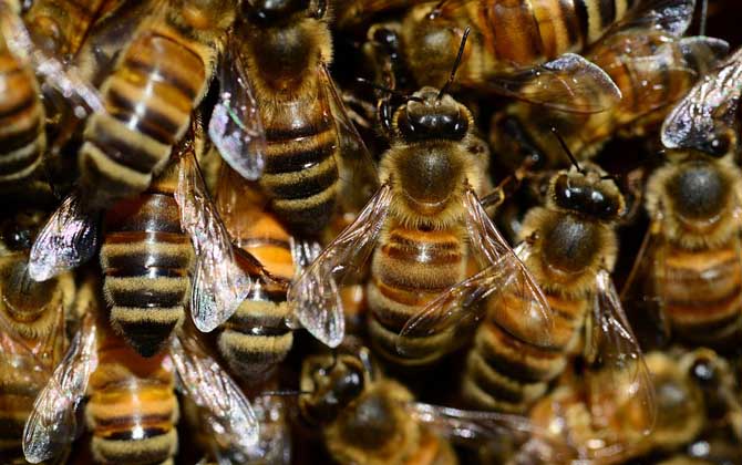荊條流蜜期意蜂雙王群管理(意蜂怎樣組織雙王群) 荊條流蜜期意蜂雙王群管理(意蜂怎樣組織雙王群)